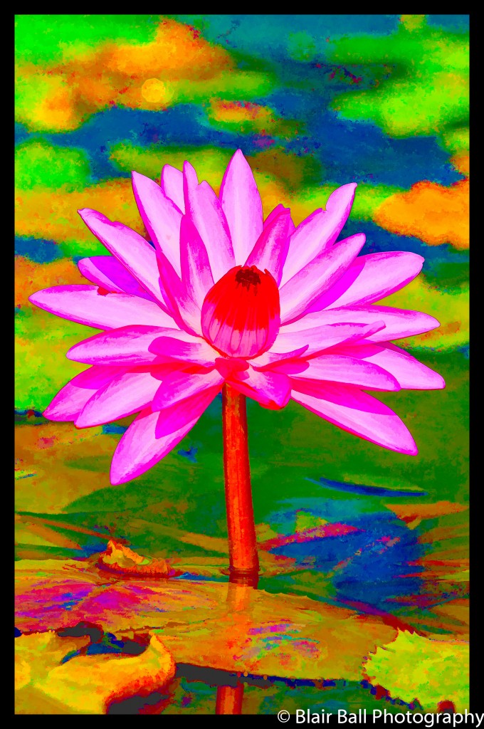 Artistic Photograph of Lotus