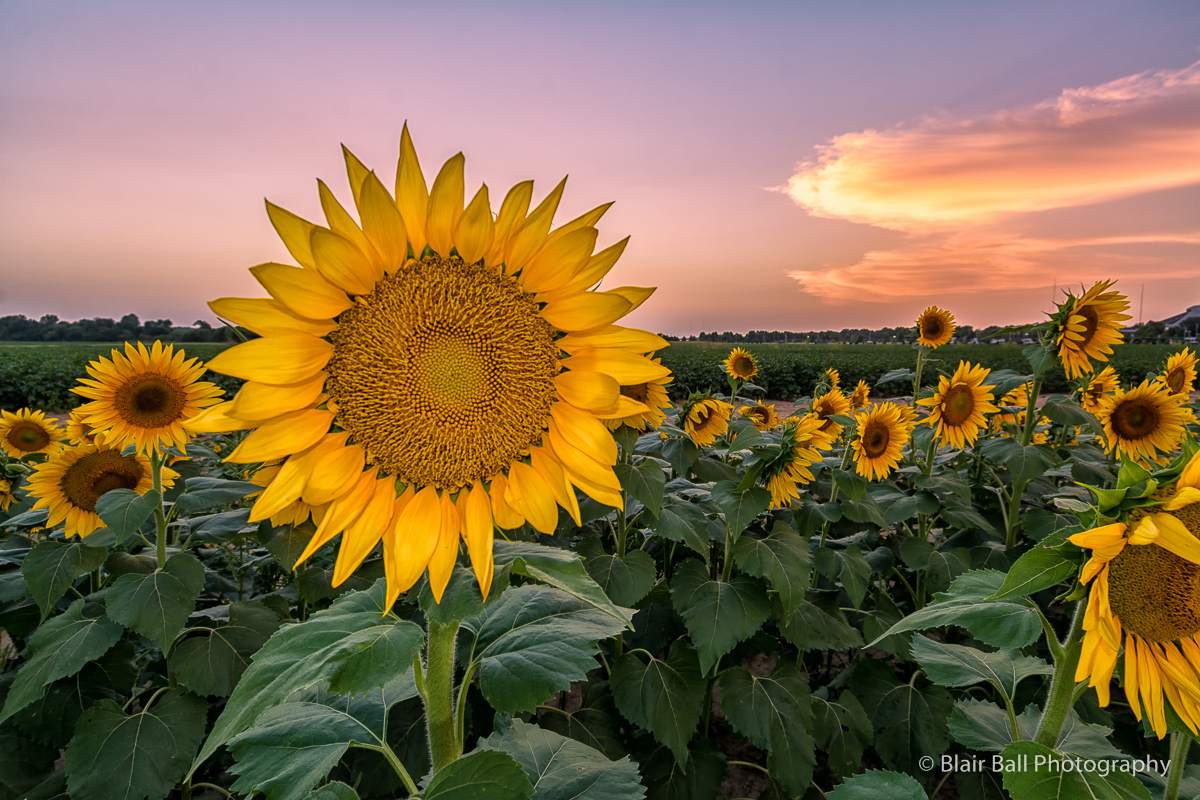 Sunflowers_Blair Ball Image -1