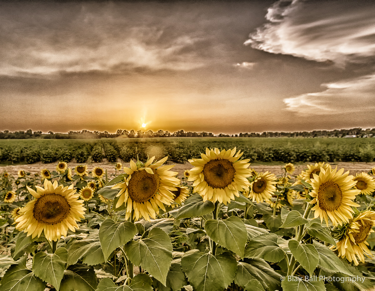 Sunflowers_Blair Ball_Images Memphis